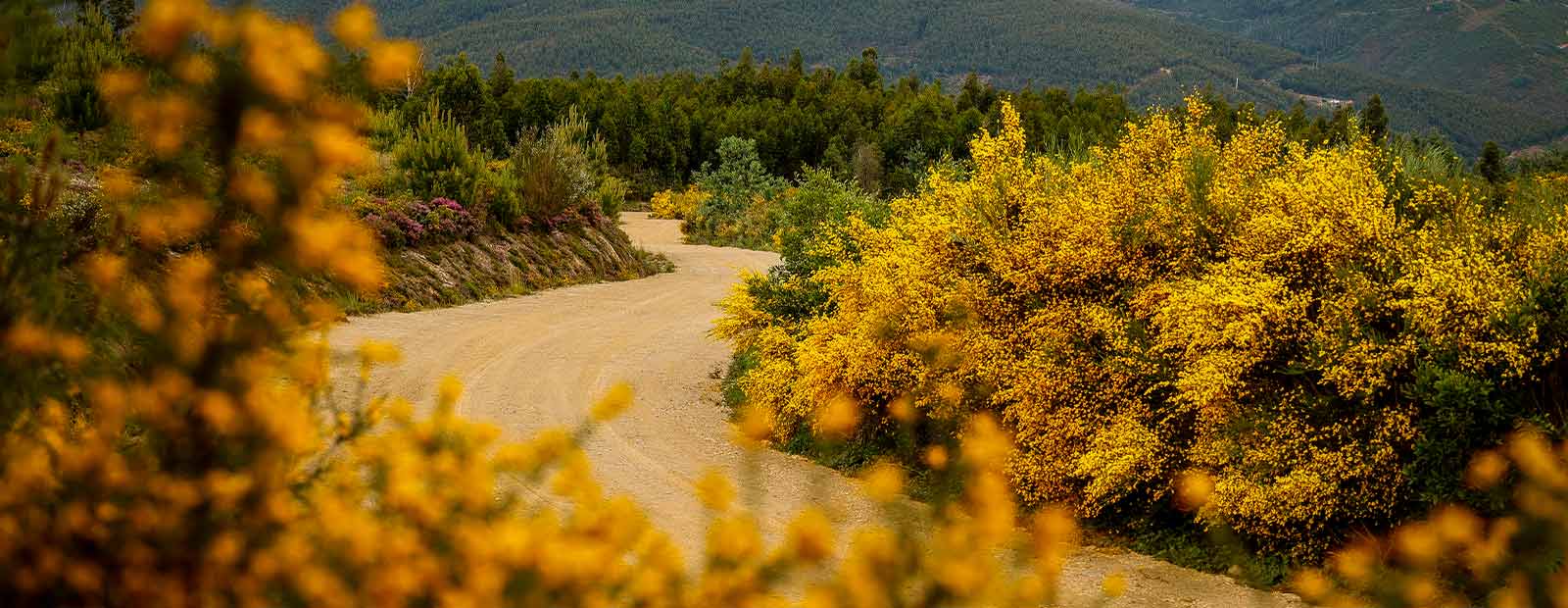 Rally-de-Portugal-noticia-ambiente-detalhe-2025